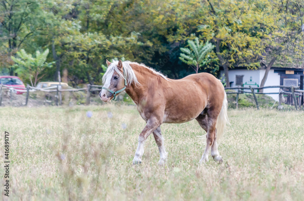 Obraz premium Horses on a daily pasture on a backpack near the city of Novi Sad, Serbia.