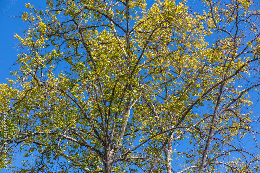 View of the foliage from the top of a tree, with sky as background View of the foliage from the top of a tree, with sky as background