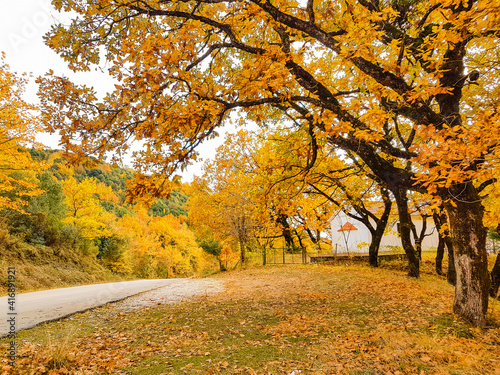 road in autumn colors oak trees in Tzoumerka Arta Greece