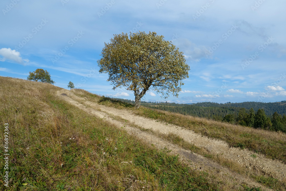 Lonely autumn tree and beautiful clouds Lonely autumn tree and beautiful clouds