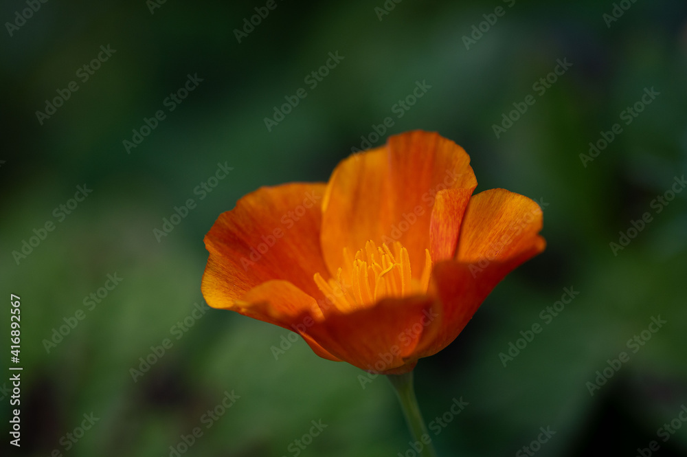 Orange poppy on a green background Orange poppy on a green background