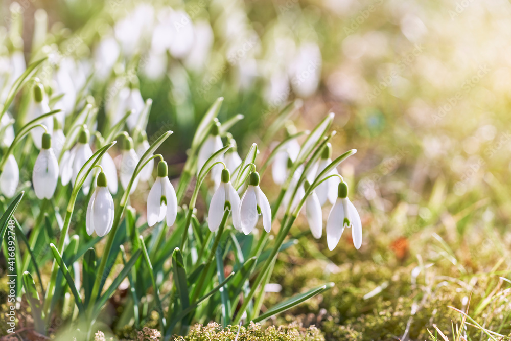 Spring snowdrops flower. Early spring close-up flowers with bright sunlight. Spring snowdrops flower. Early spring close-up flowers with bright sunlight.