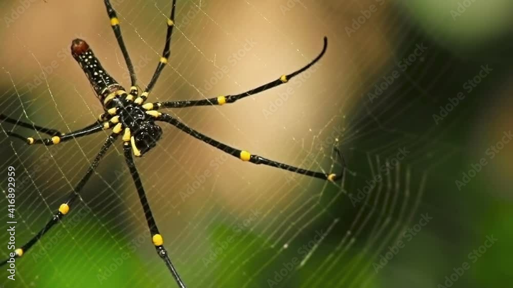 Big spider in spider web macro shoot in the tropical jungle