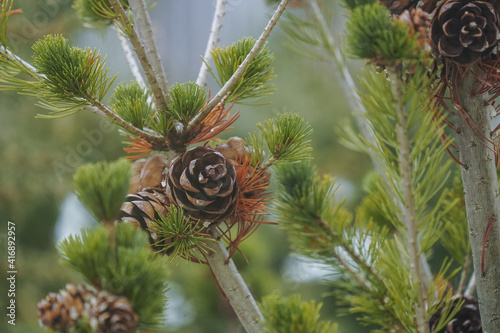 Fir cones caught in the cold season.