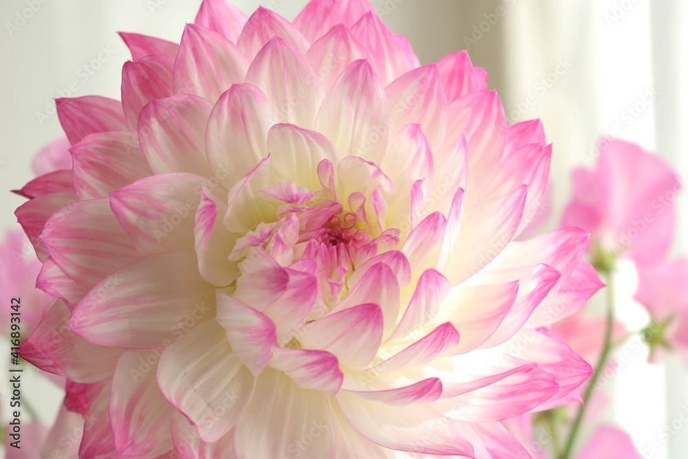 Fototapeta premium pink peony flower