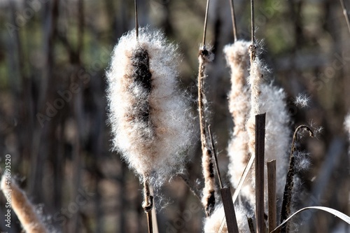 Die Blüte einer Lampenputzerpflanze mit unzähligen Samen, die vor dem Frühjahr durch den Wind verbreitet werden photo