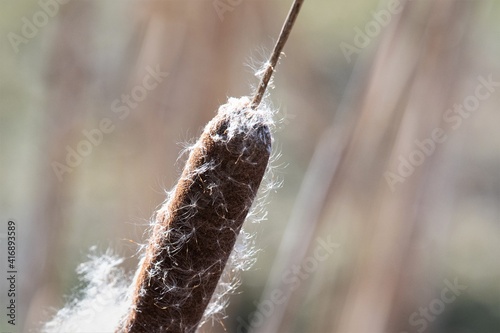 Die Blüte von Lampenputzer Gras mit schon weitgehend vom Wind verwehten Samen photo
