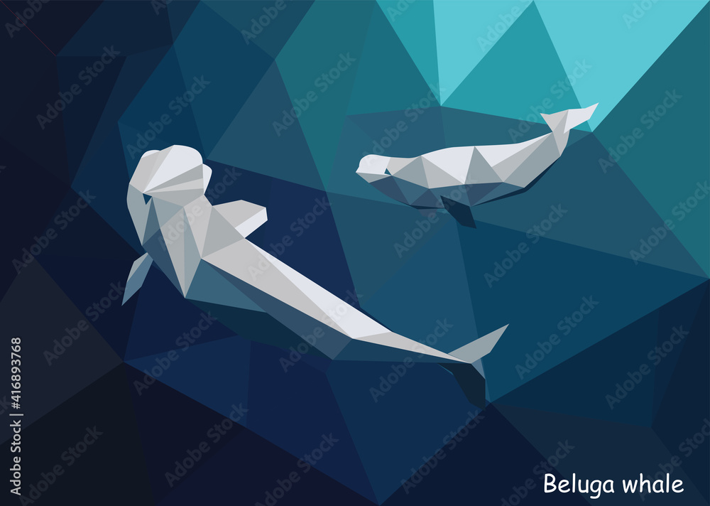 Plakat Beluga whale