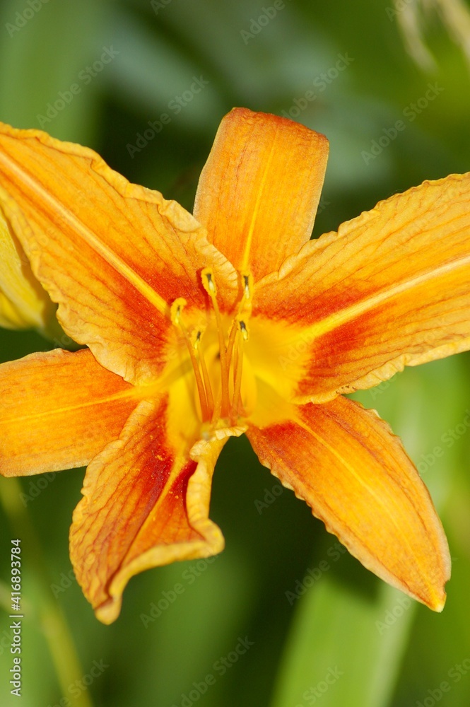 orange lily with dew orange lily with dew