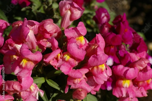 pink tulips in the garden