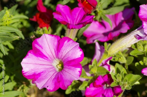 flowers in the garden
