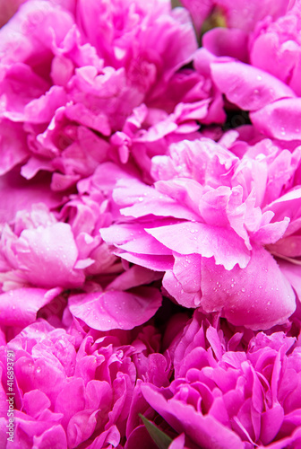 Pink peony flowers as a background