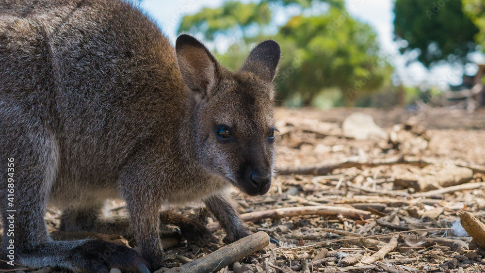 Wallaby in Australia.