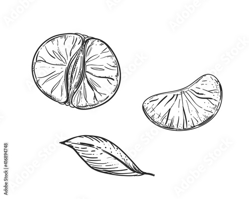 Hand drawn sketch black and white of mandarin, tangerine fruit, slice, leaf, segment. Vector illustration. Elements in graphic style label, card, sticker, menu, package. Engraved style illustration.