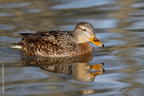 mallard