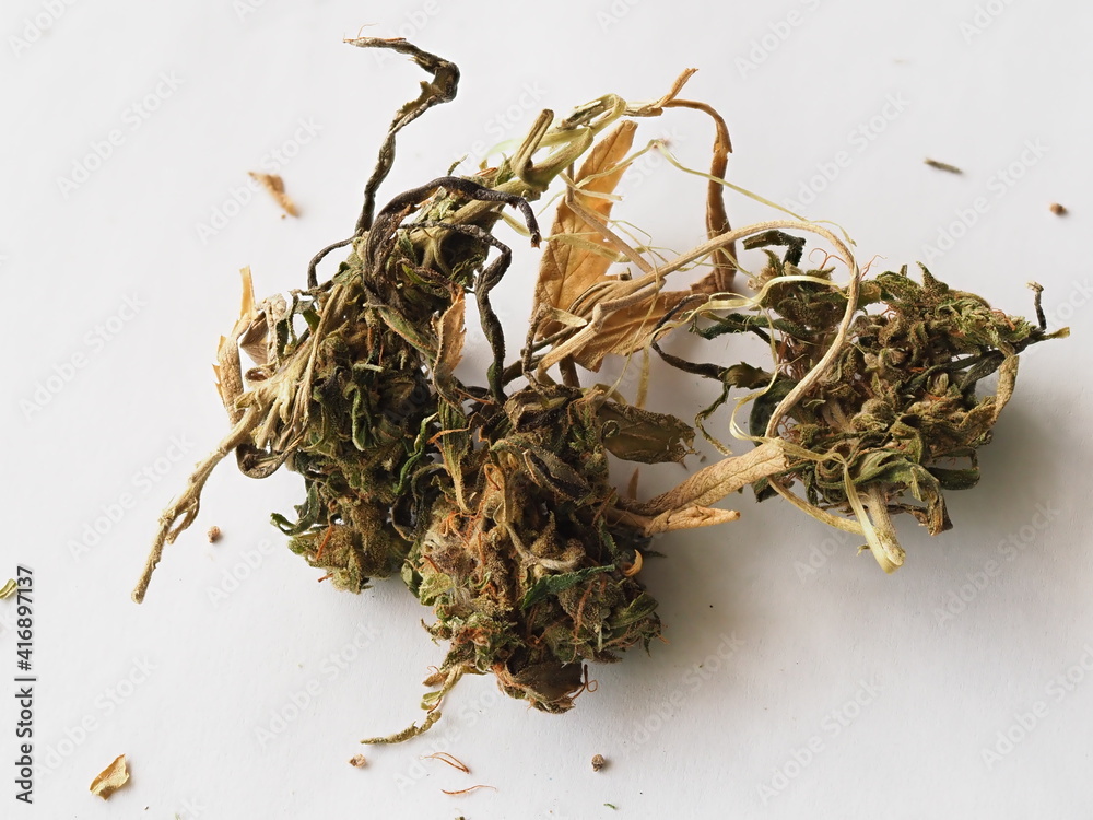 dry medical marijuana bud cannabis plants hemp dry medical marijuana bud cannabis plants hemp