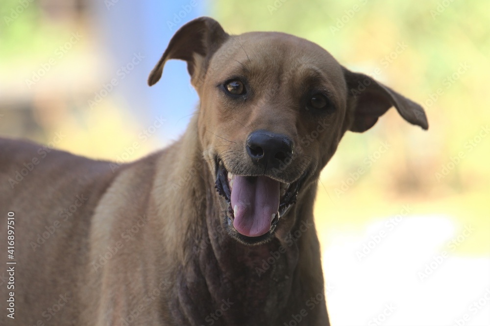 closeup headshot of curious brown stray dog with skin rashes