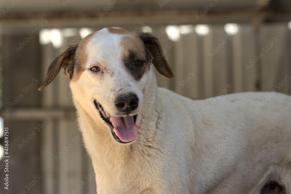 closeup headshot of happy and curious white stray dog closeup headshot of happy and curious white stray dog