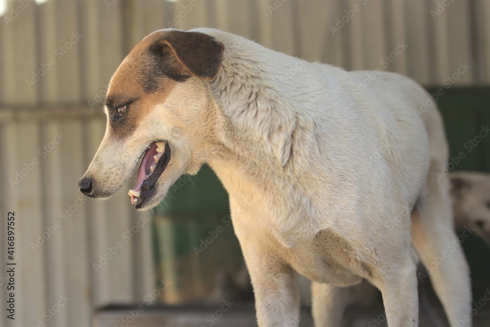 Fototapeta premium White friendly stray dog but shy still curious