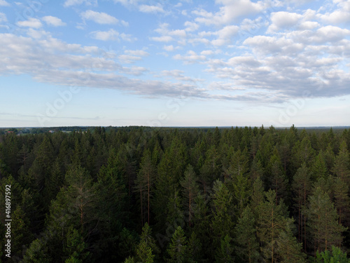 The tops of the trees and blue sky with clouds on the horizon