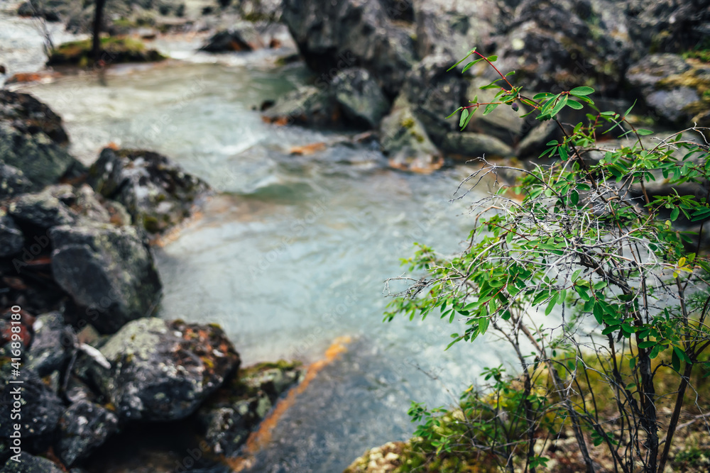 Scenic alpine landscape with green small tree on rocks on blur background of turquoise clear water of mountain stream. Beautiful sapling on stones on blurred backdrop of transparent mountain creek. Scenic alpine landscape with green small tree on rocks on blur background of turquoise clear water of mountain stream. Beautiful sapling on stones on blurred backdrop of transparent mountain creek.