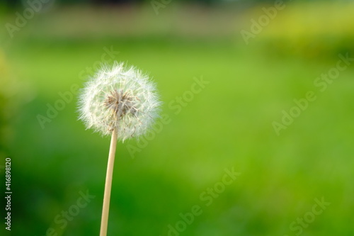 dandelion on green grass