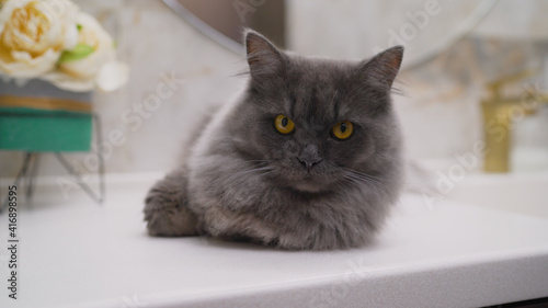 A cat near a white sink in a design room. Cozy home Scandinavian interior. A domestic cat lies near the bathroom sink.