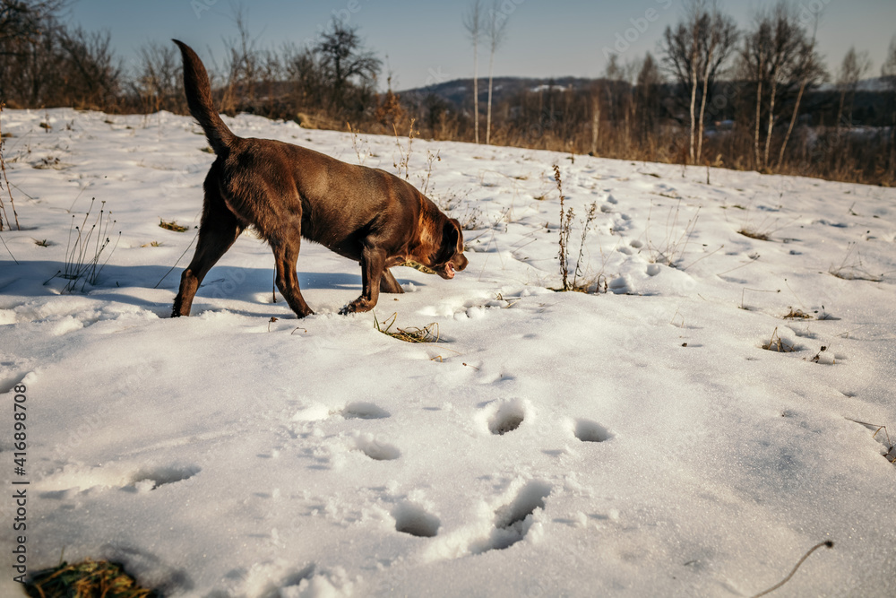 A cow is standing in the snow a Labrador A cow is standing in the snow a Labrador