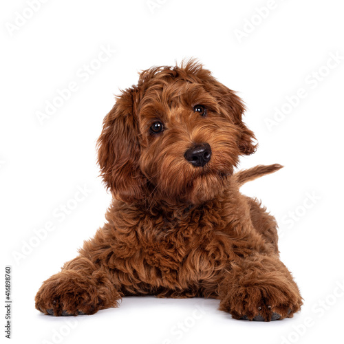Adorable red Cobberdog pup, laying down with front paws stretched forward. Looking with droopy eyes towards camera. Isolated on white background. Cute head tilt.