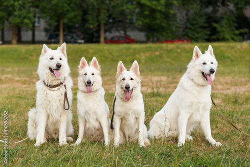 Four beautiful white Swiss shepherds