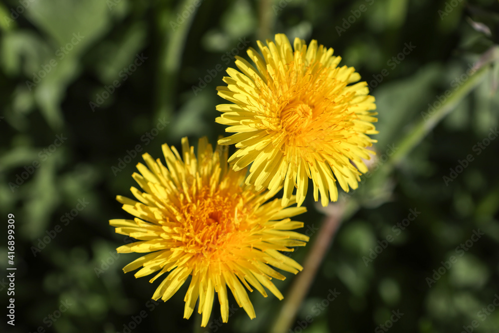 field of yellow dandelions on a sunny spring day. Flower background field of yellow dandelions on a sunny spring day. Flower background