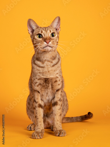 Canvas Print Handsome adult male Ocicat cat, sitting up facing front