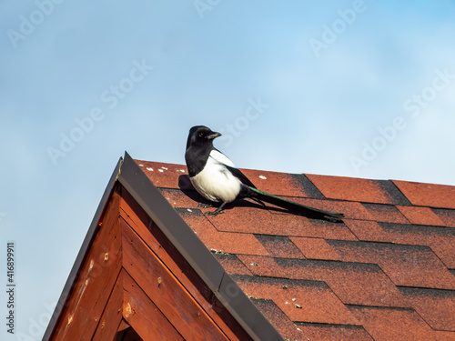 Bird the Eurasian Magpie sitting on the roof of a building with blue sky background photo