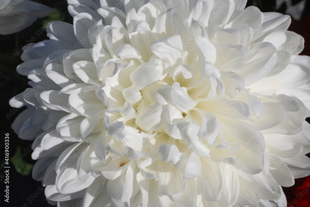 Large white beautiful chrysanthemum flowers on a green background with sharp long petals. white bright magic chrysanthemum flower close-up. Natural blooming background.