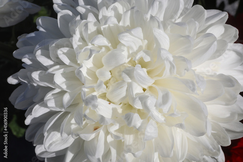 Large white beautiful chrysanthemum flowers on a green background with sharp long petals. white bright magic chrysanthemum flower close-up. Natural blooming background. © РОМАН П.