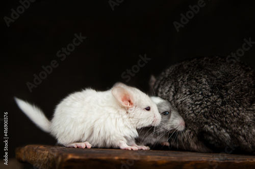  Gray mother chinchilla and two little chinchillas