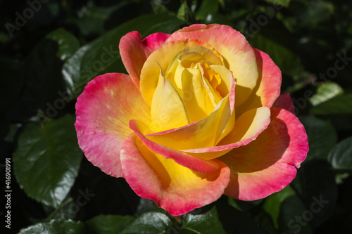Red yellow rose flower on blurry rose flower background in rose garden