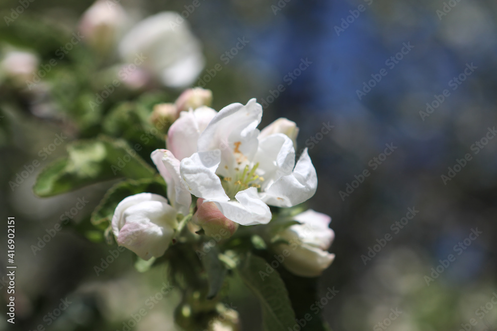 White flower. Blooming branch of an apple tree against a blue sky White flower. Blooming branch of an apple tree against a blue sky