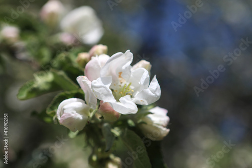 White flower. Blooming branch of an apple tree against a blue sky