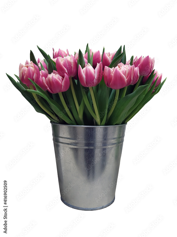 A bouquet of bright pink tulips in a bucket isolated on a white background. Holiday. Flower shop. Sale.