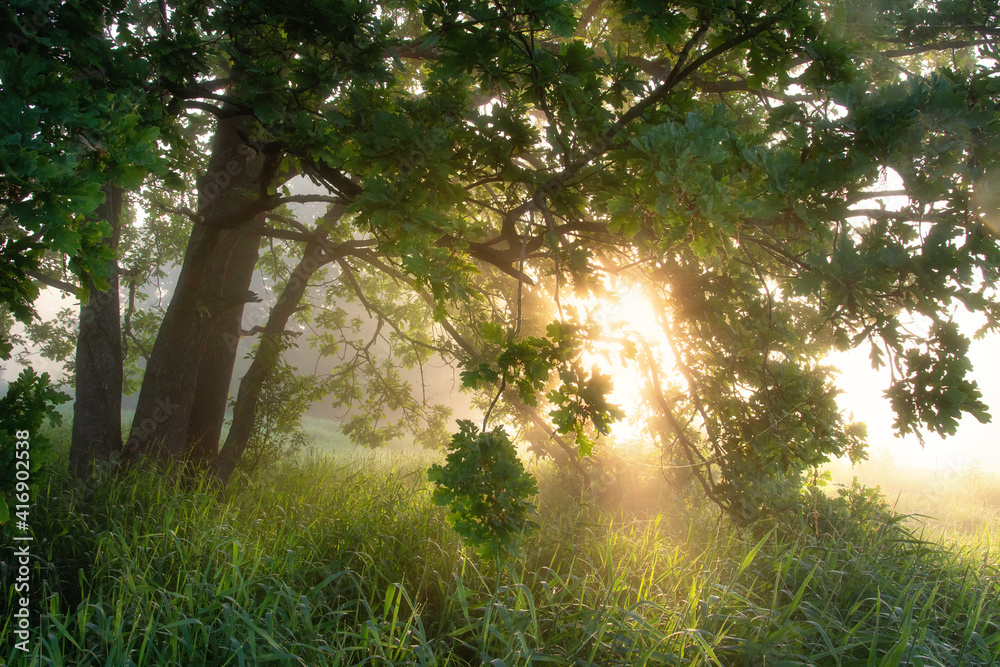 Bright sunny morning nature scene. Green oak in vivid sunbeams in the warm misty morning. Sunrays through branches of tree.