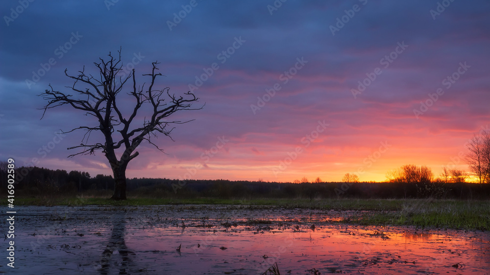 Bright colorful dawn in the early spring nature. Dry tree against vivid sunrise in the morning reflected in water on earth. Wild nature landscape