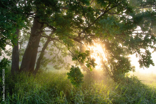 Obraz na płótnie Bright sunny morning nature scene. Green oak in vivid sunbeams in the warm misty morning. Sunrays through branches of tree. w salonie
