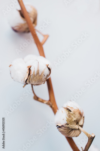 Cotton flowers on simple background 