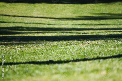 Green grass background with shadow strips photo