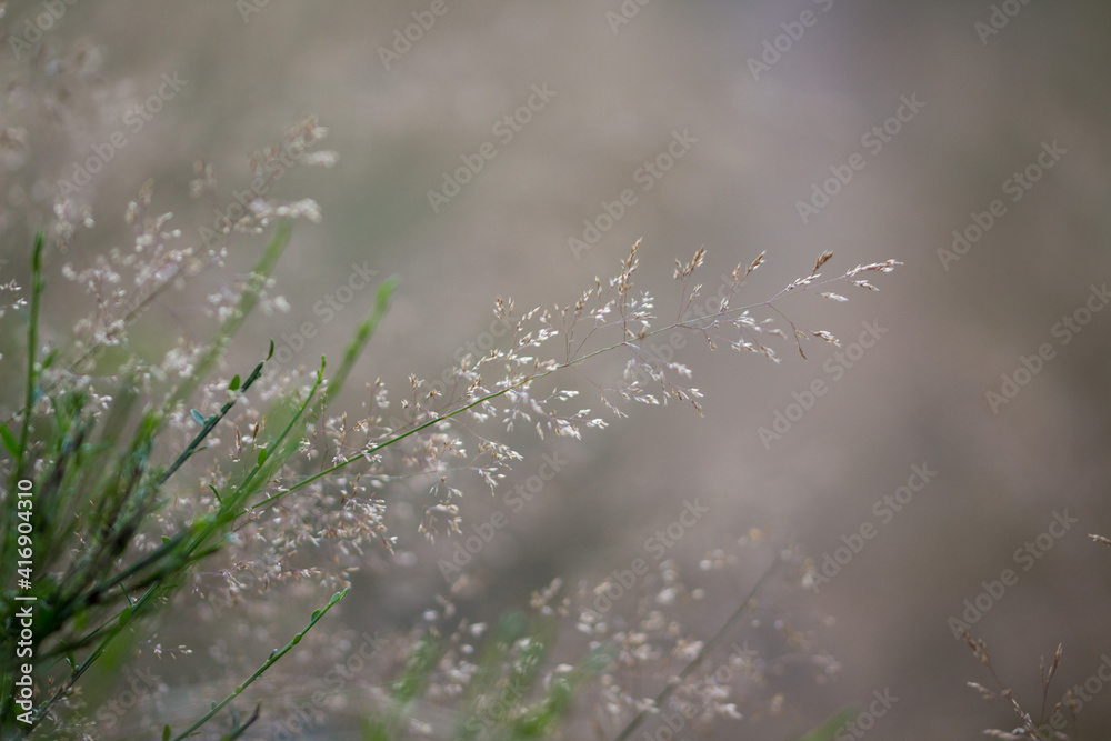 Pflanzen am Waldboden