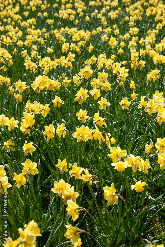 Many yellow daffodils over head Many yellow daffodils over head