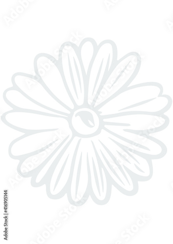 Daisy, Flower, Nature, Summer