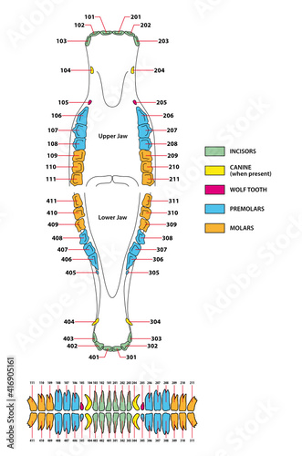 vector artwork of the permanent dentition of horses 