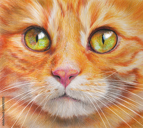 Colorful handdrawing portrait of a cat. Pet on white background. Realistic handdrawing